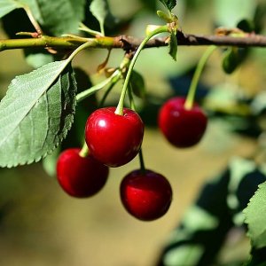 Višňa (Prunus cerasus) ´WANDA´ - stredne skorá 110-140cm – voľnokorenná